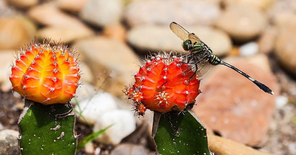 Ho Chi Minh City Marathon