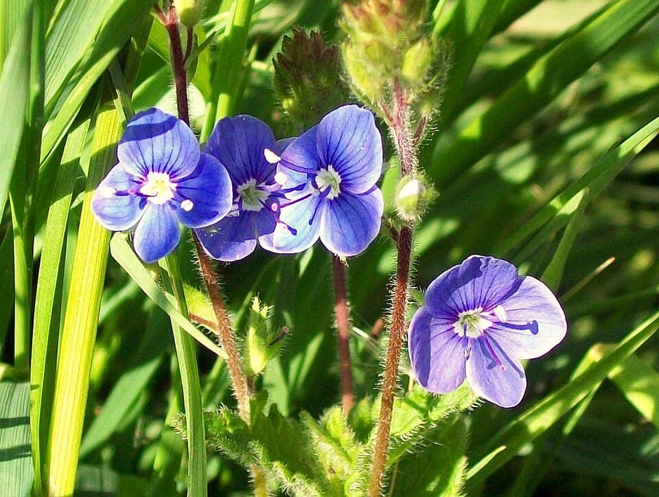 Stevenage Half Marathon