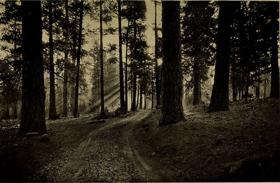 Bizz Johnson Trail Marathon